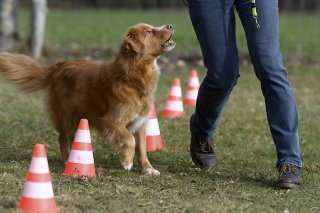 Les députés valaisans veulent introduire un test à la fin des cours obligatoires pour les détenteurs de chiens (image d'illustration). KEYSTONE/ANTHONY ANEX